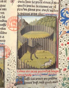 Loup sur le point d